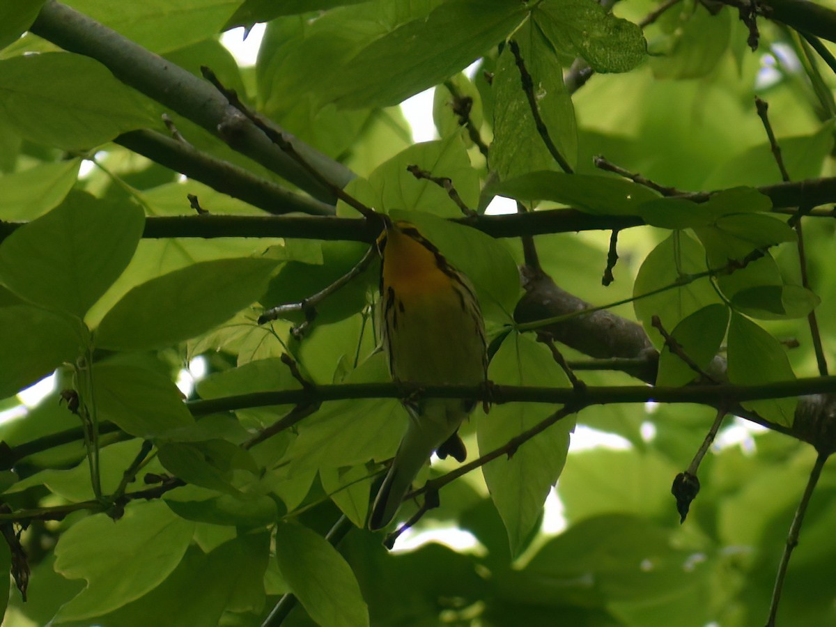 Blackburnian Warbler - ML619383137