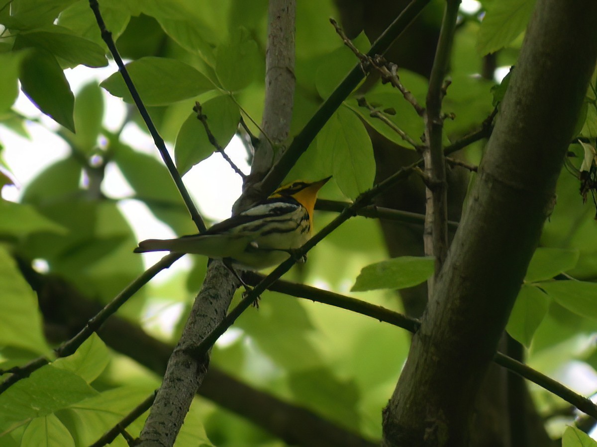 Blackburnian Warbler - ML619383140