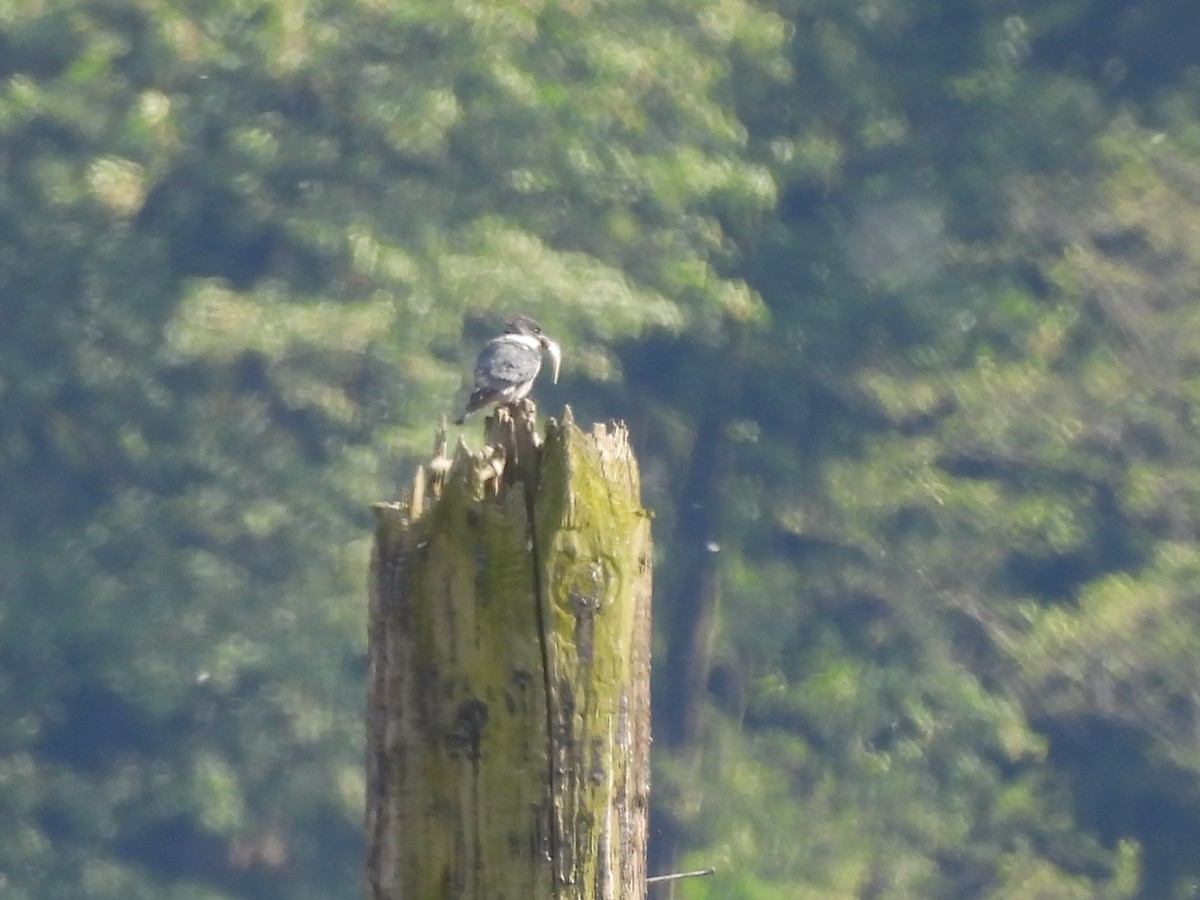 Belted Kingfisher - Mark Stevens