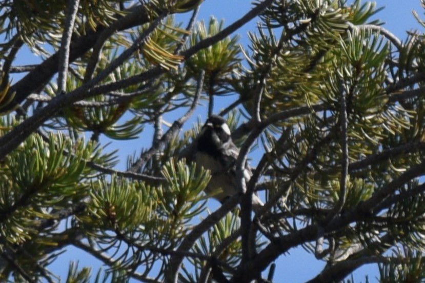 Black-throated Gray Warbler - William Harmon