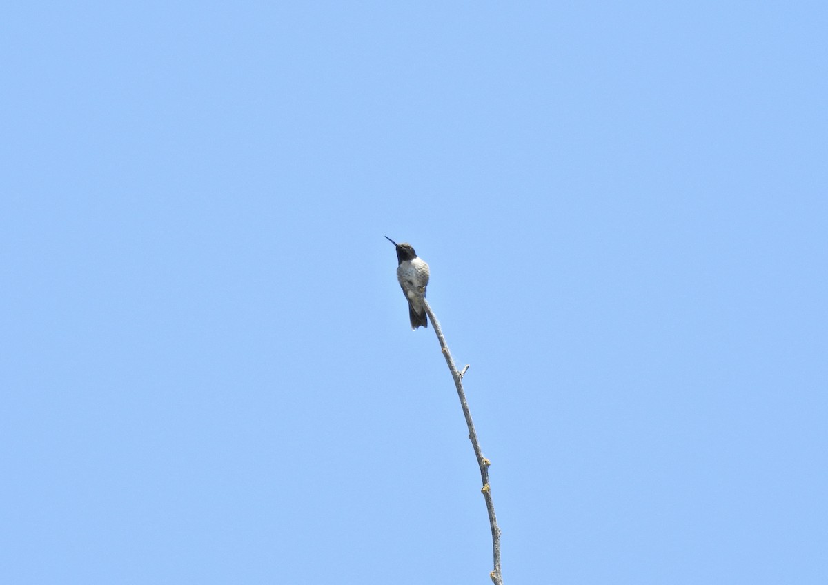 Black-chinned Hummingbird - Sam Talarigo