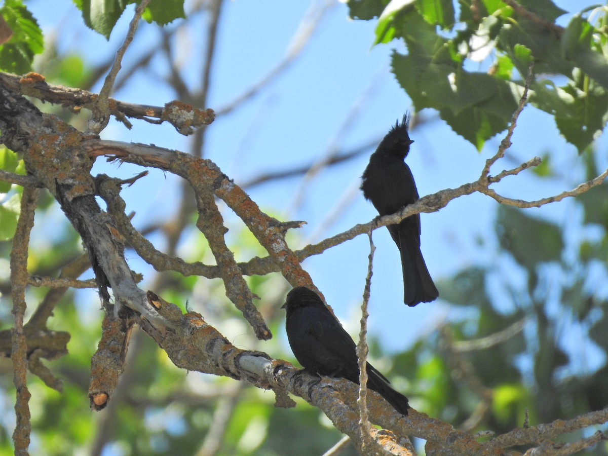 Capulinero Negro - ML619383171