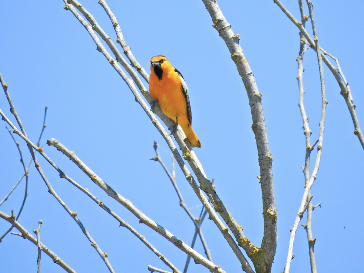 Bullock's Oriole - ML619383178