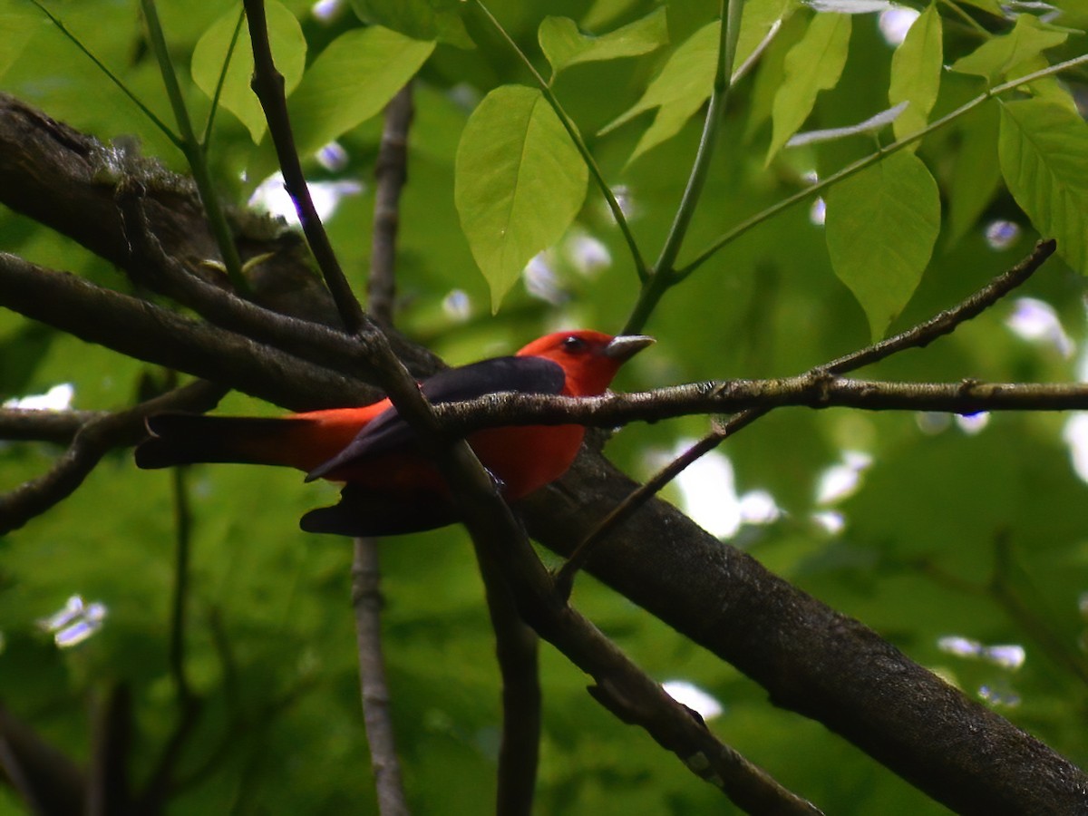 Scarlet Tanager - Patrick McGill