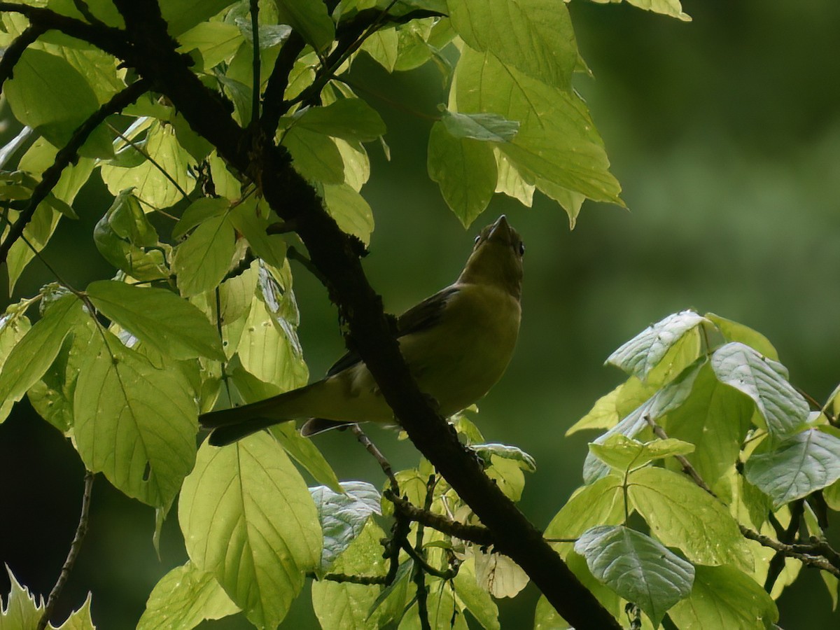 Scarlet Tanager - Patrick McGill