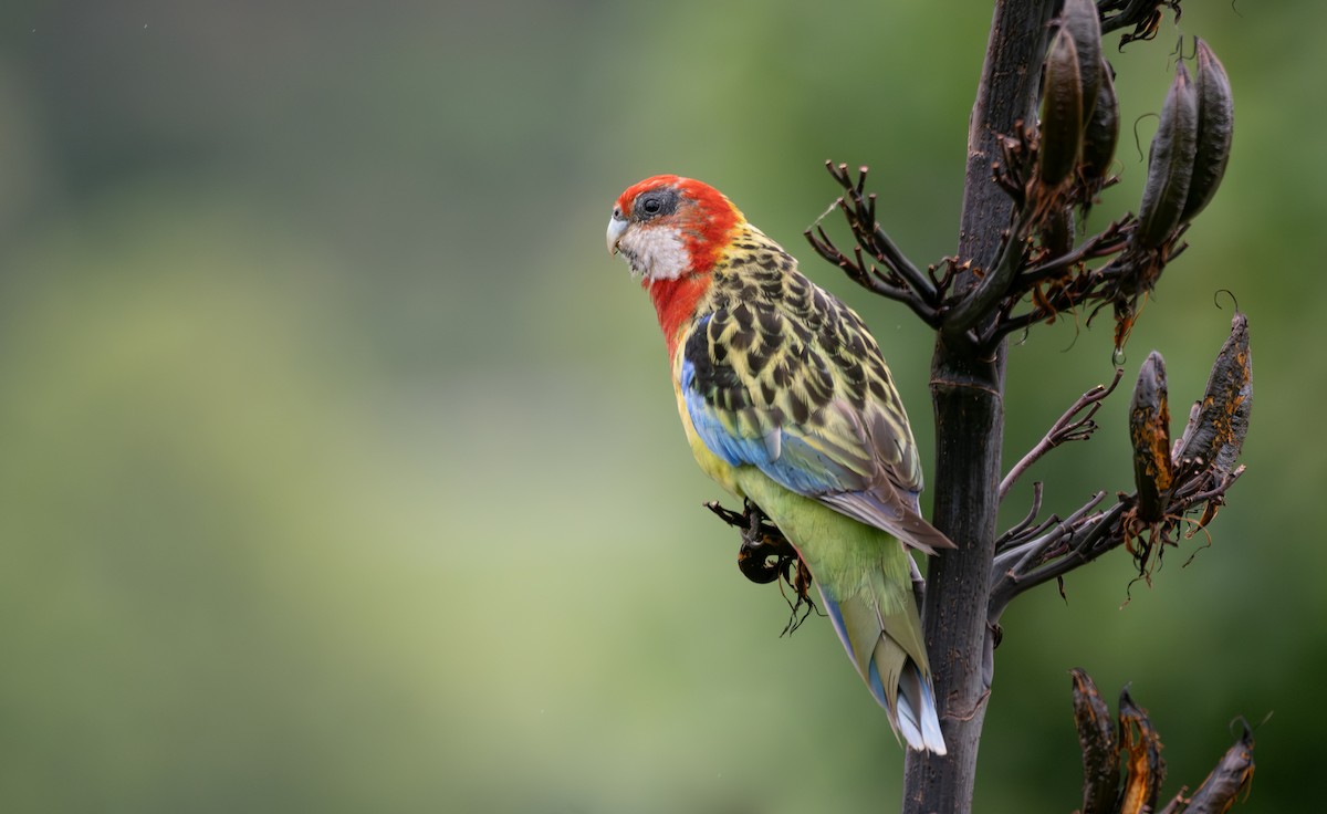 Eastern Rosella - Ben Ackerley