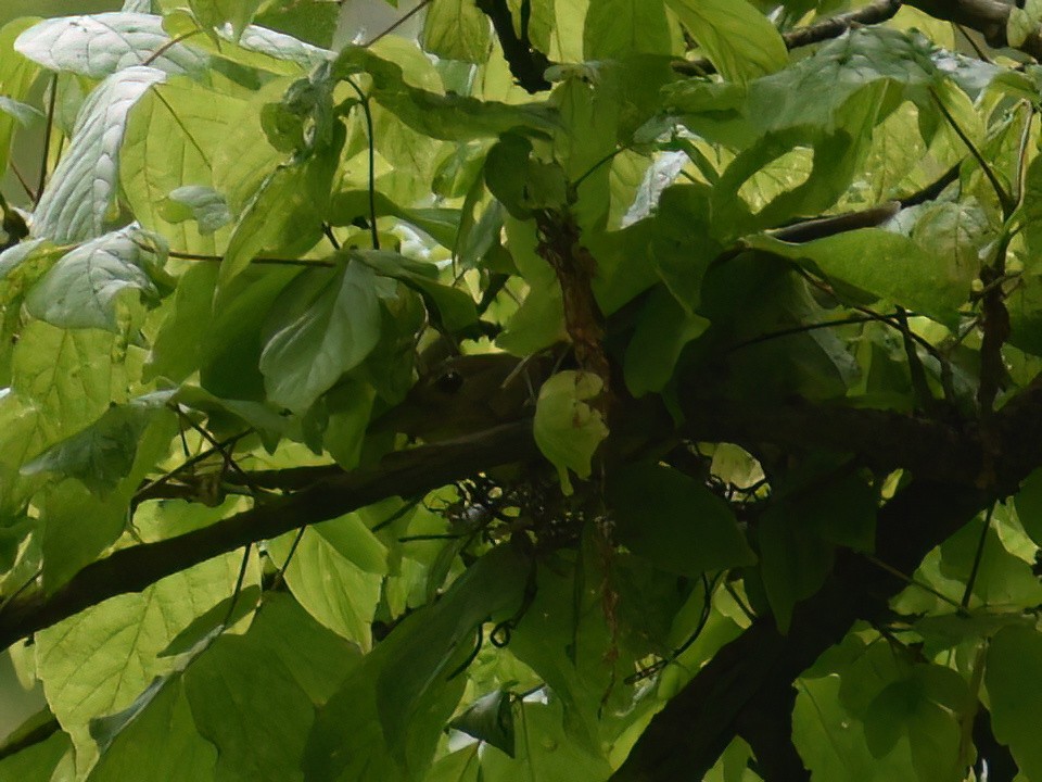 Scarlet Tanager - Patrick McGill