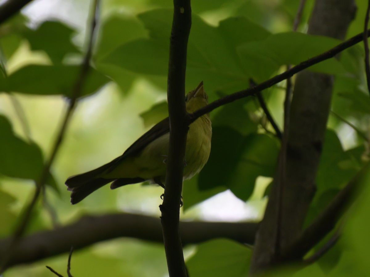 Scarlet Tanager - Patrick McGill