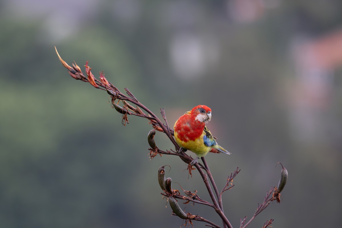 Eastern Rosella - Ben Ackerley