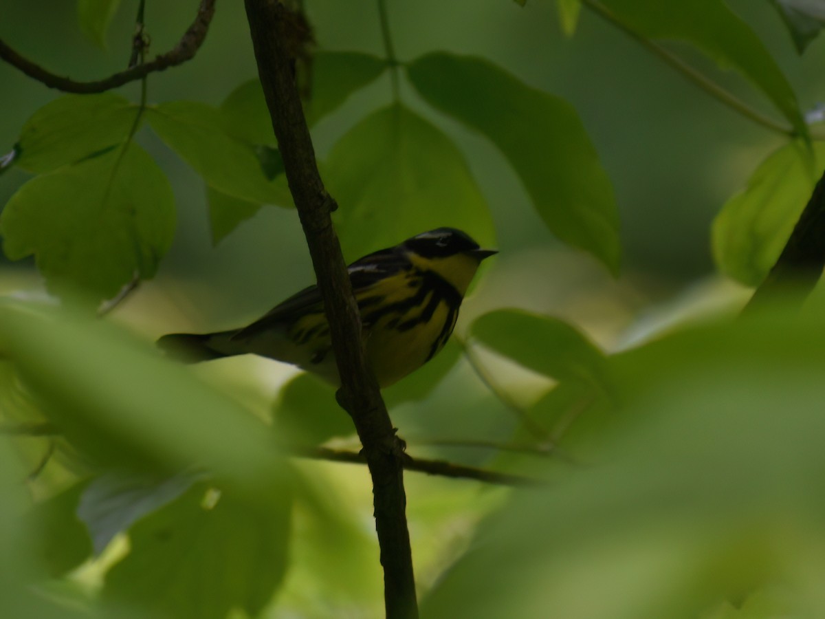 Magnolia Warbler - Patrick McGill