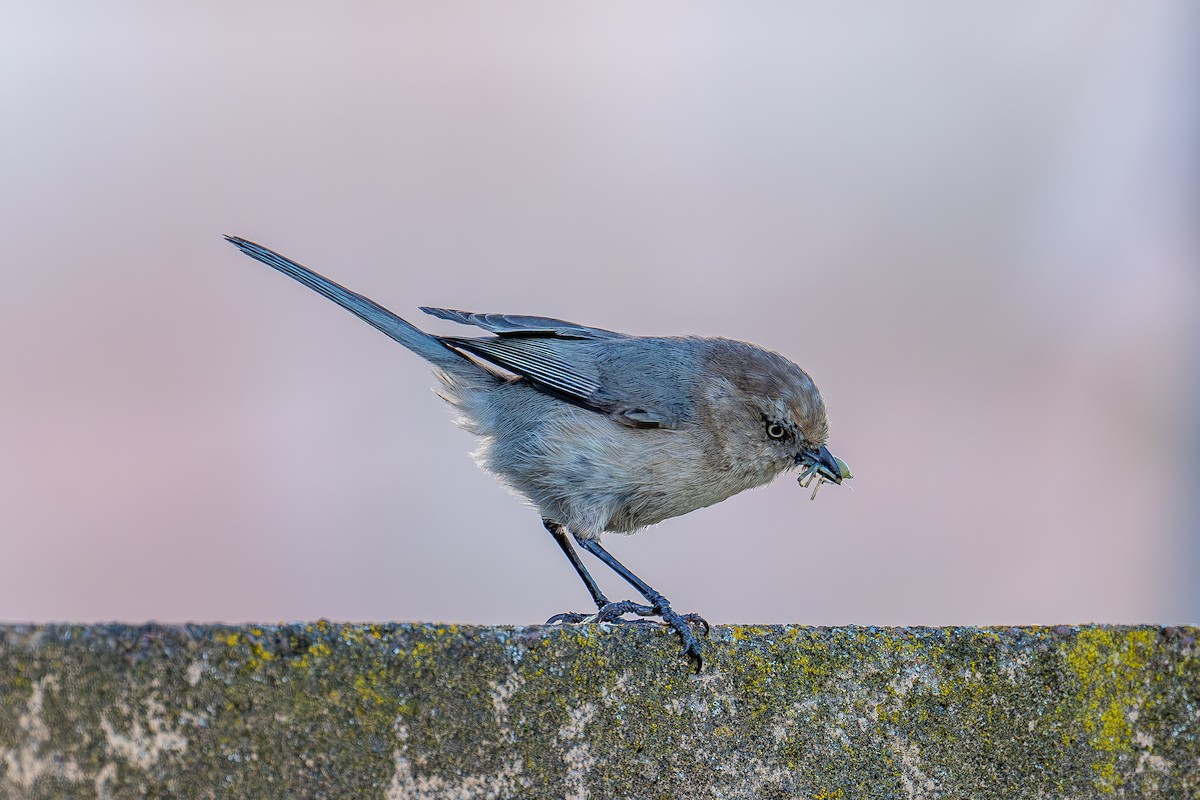 Bushtit - Xiang Gao