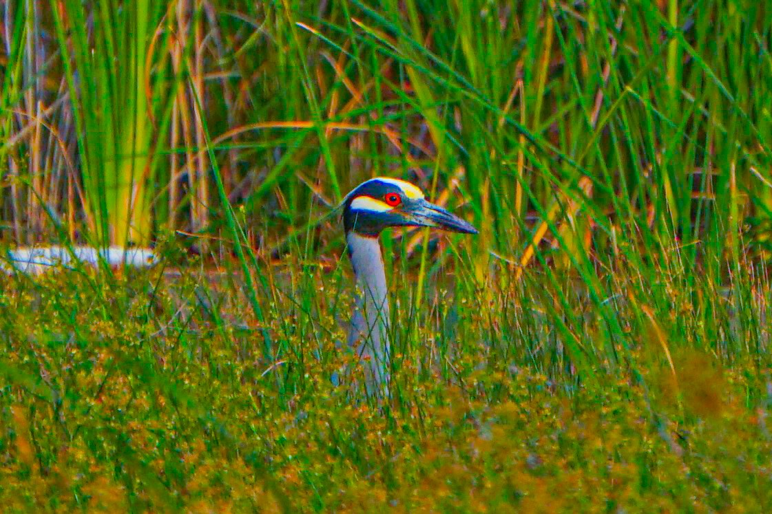 Yellow-crowned Night Heron - Drake Thomas