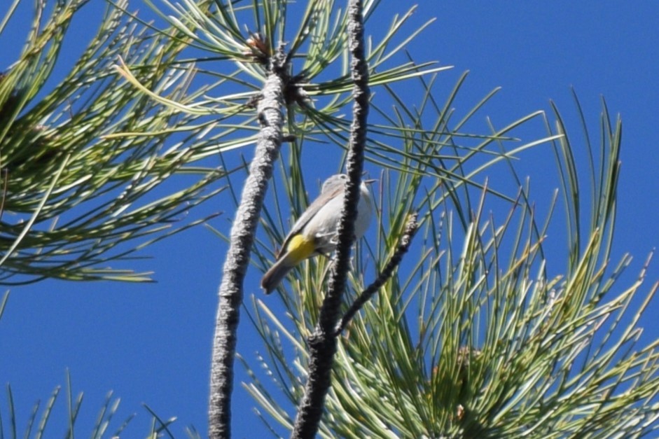 Virginia's Warbler - William Harmon