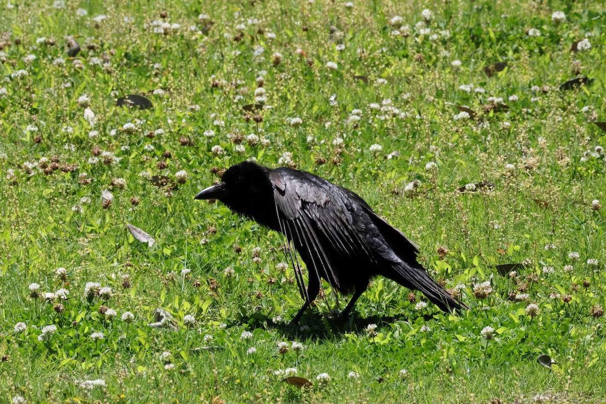 Corvus sp. (crow sp.) - ML619383220