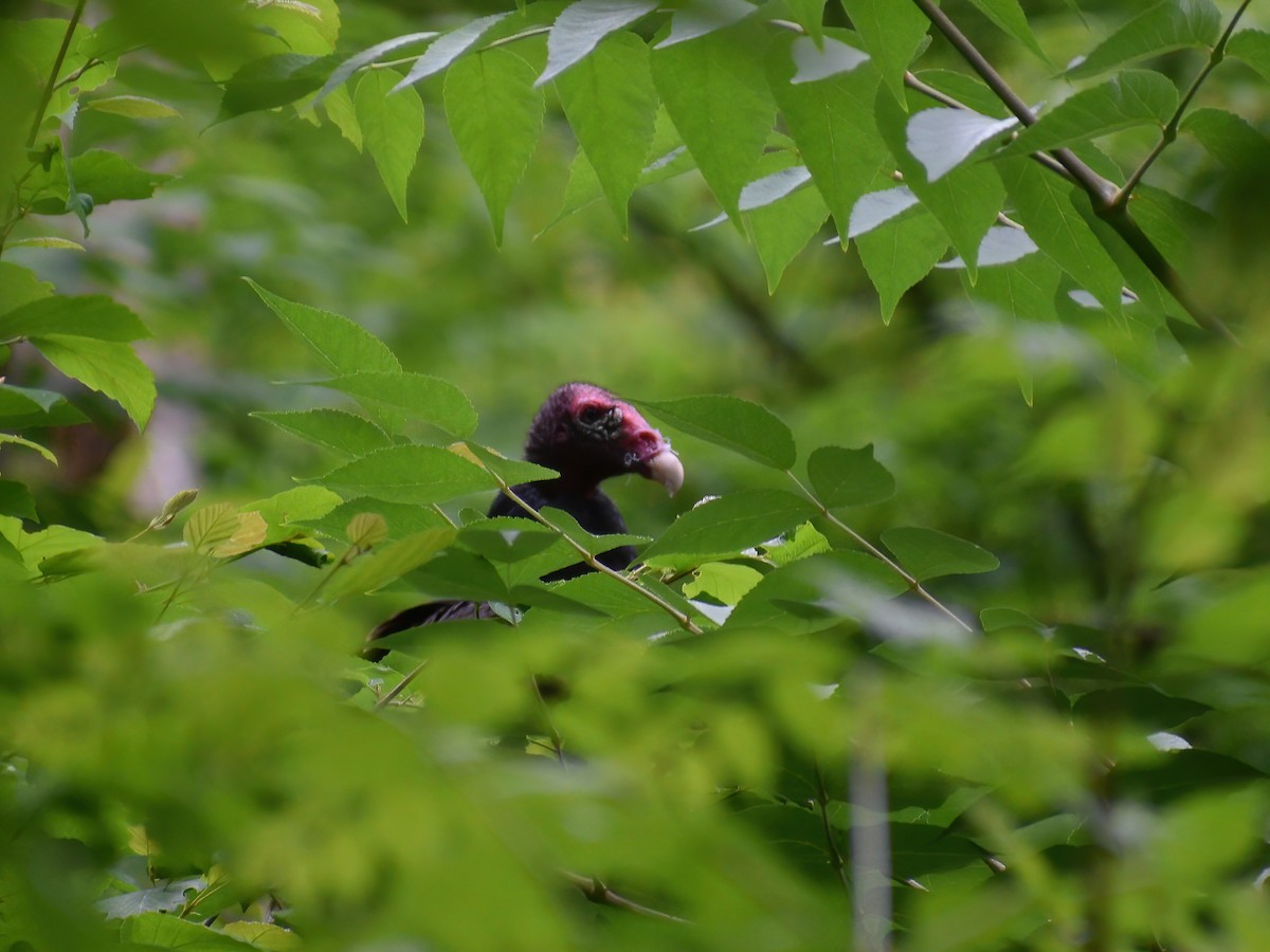 Turkey Vulture - Patrick McGill