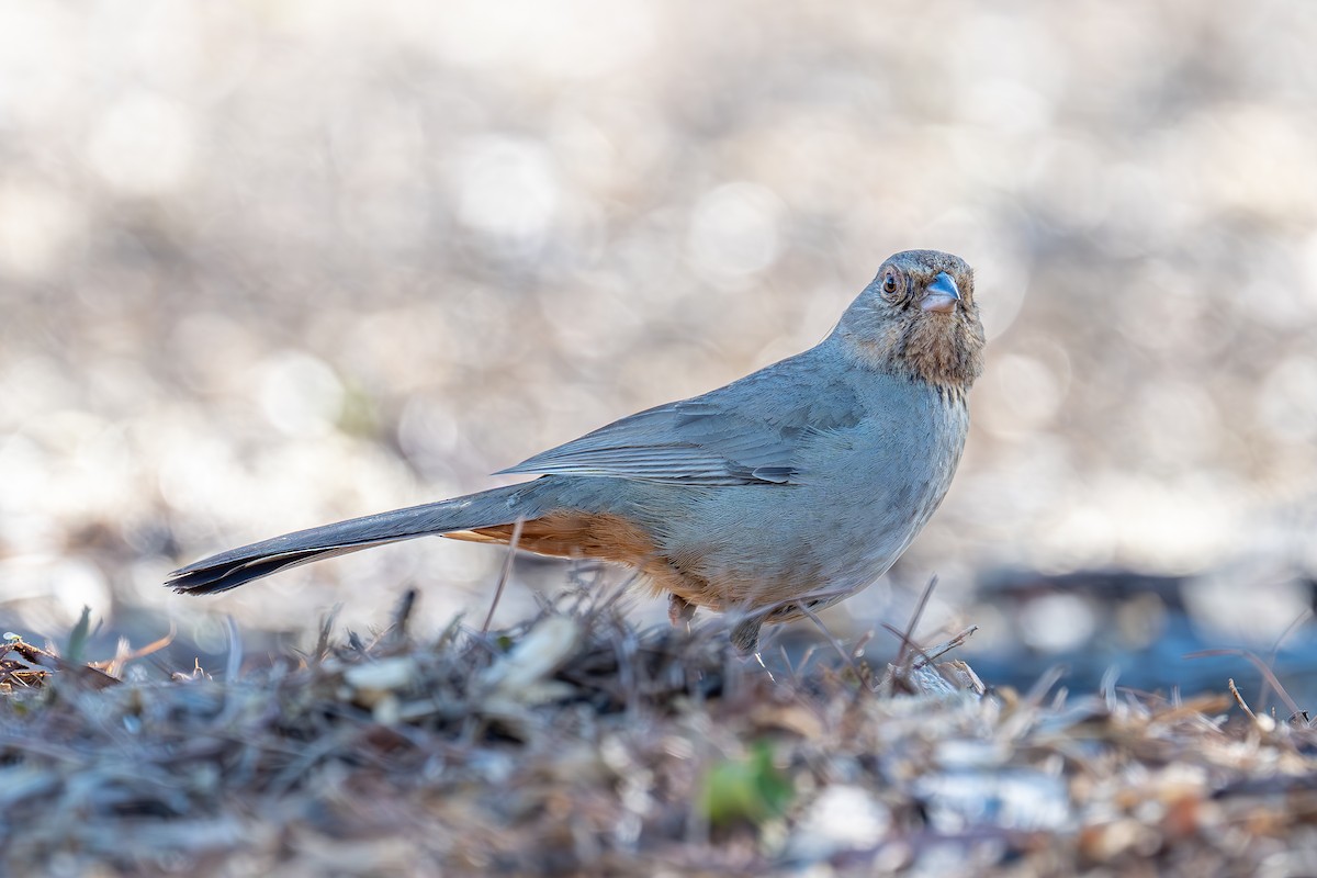 California Towhee - ML619383234