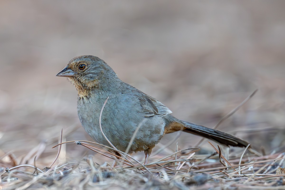 California Towhee - ML619383235