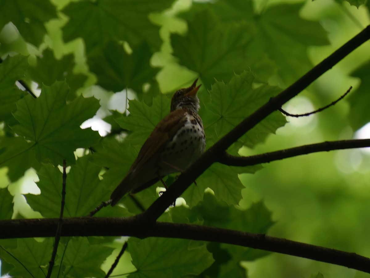 Wood Thrush - Patrick McGill