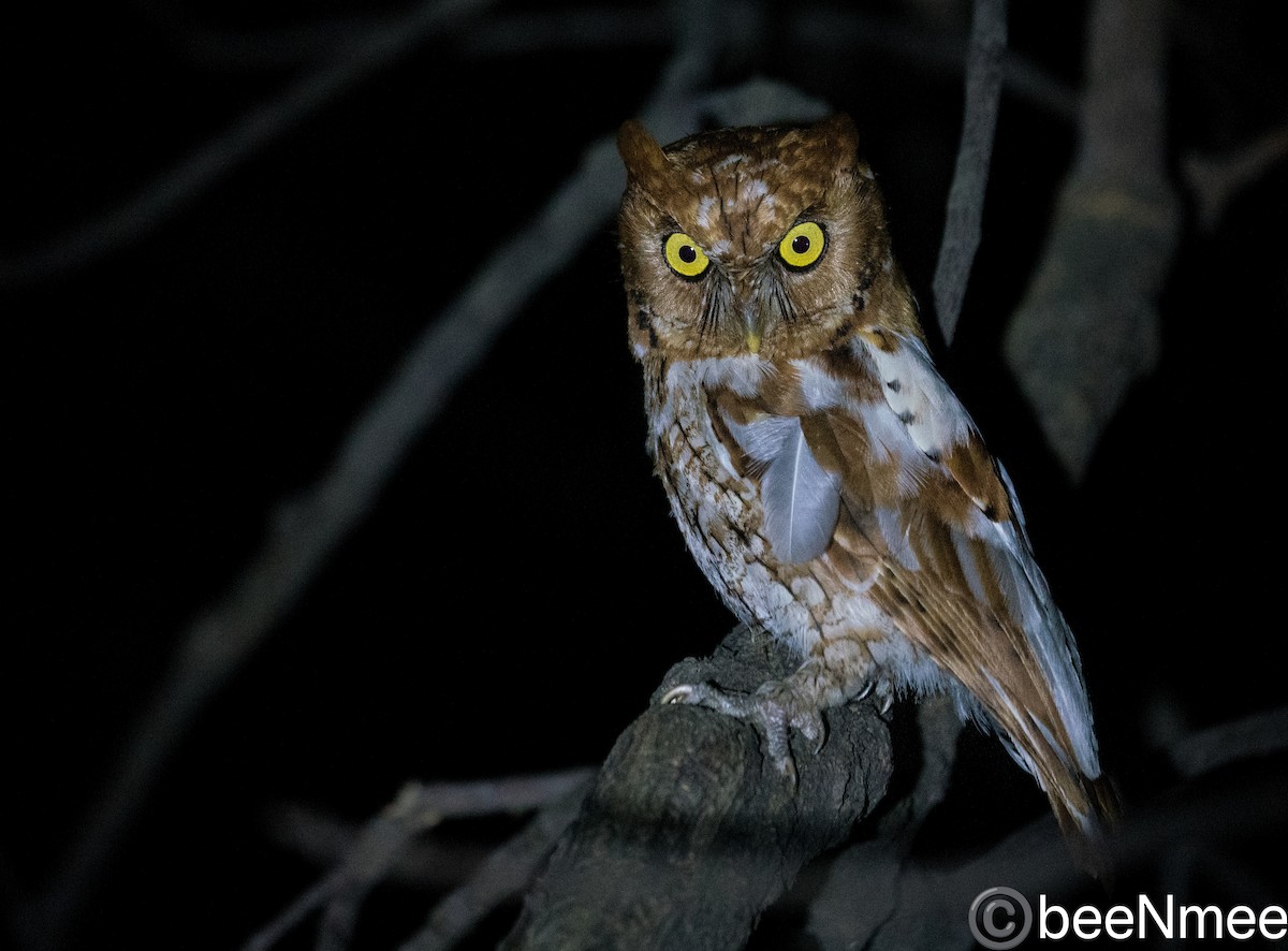 Oriental Scops-Owl - Bismoy Pati