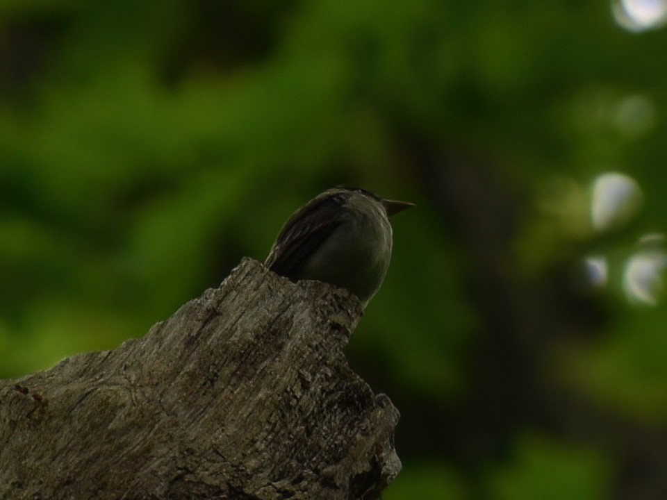 Eastern Wood-Pewee - Patrick McGill