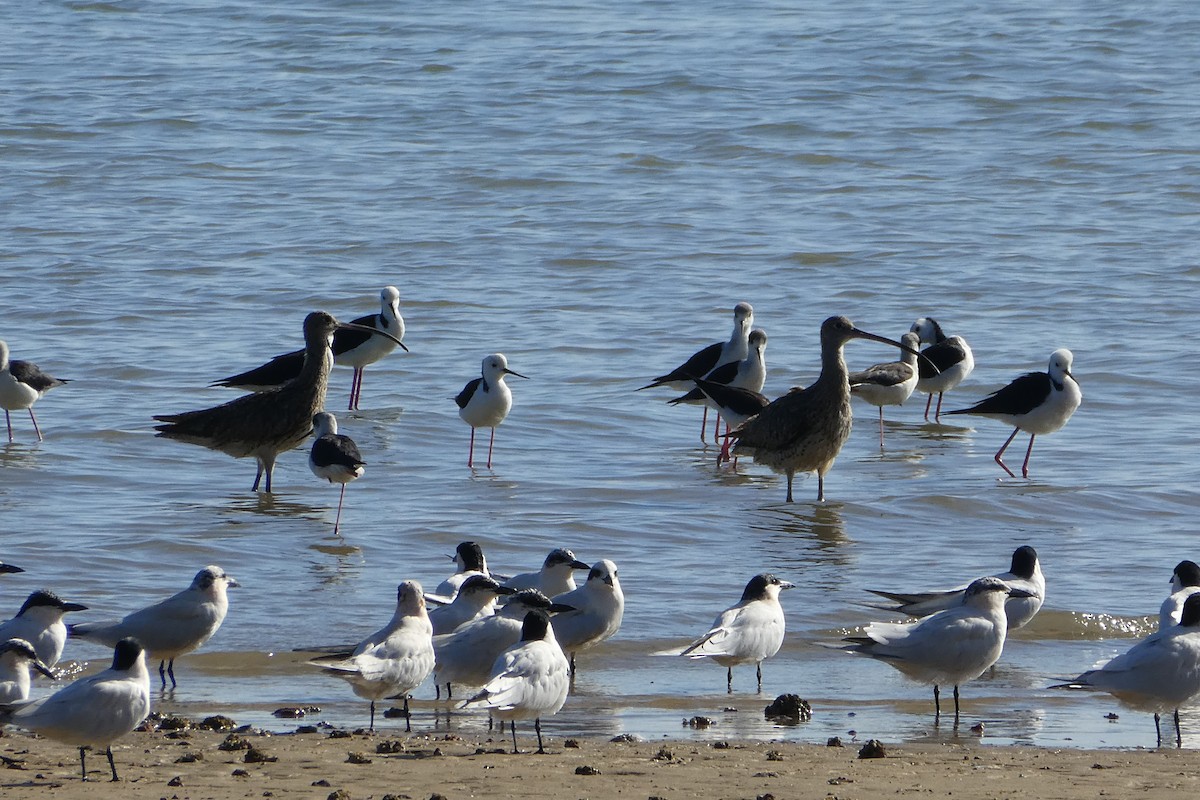 Far Eastern Curlew - Joseph Crane