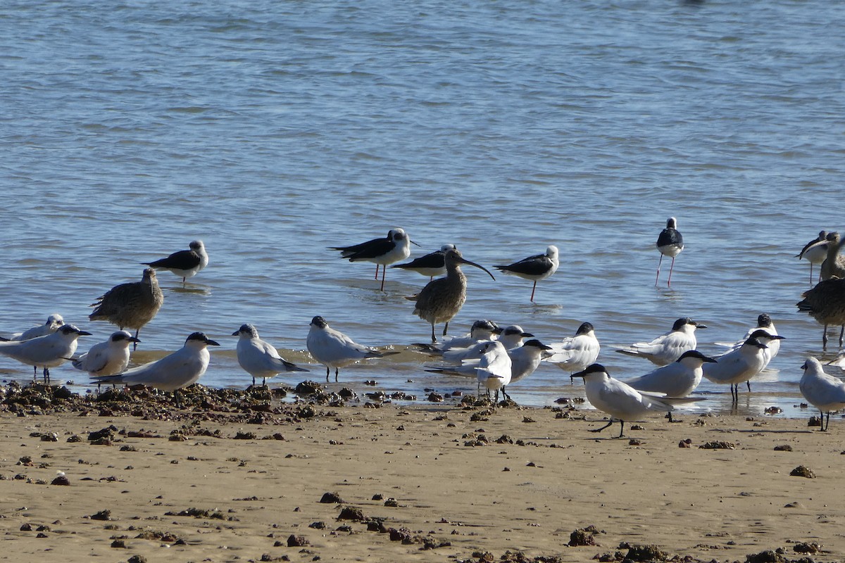 Australian Tern - ML619383256