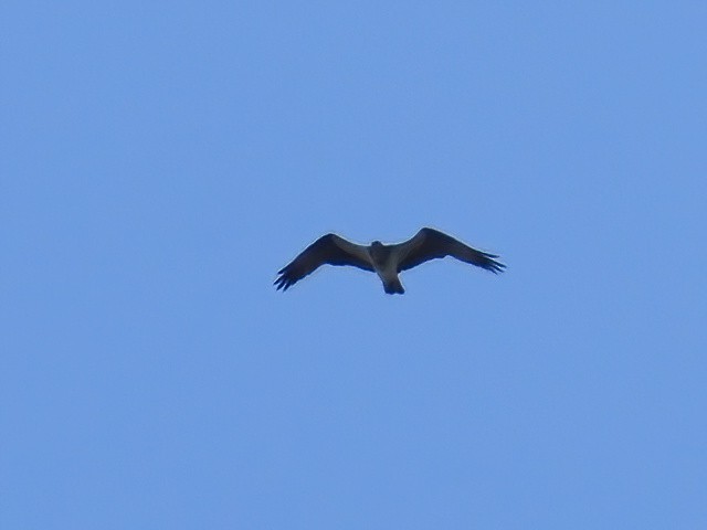 Osprey (carolinensis) - Patrick McGill