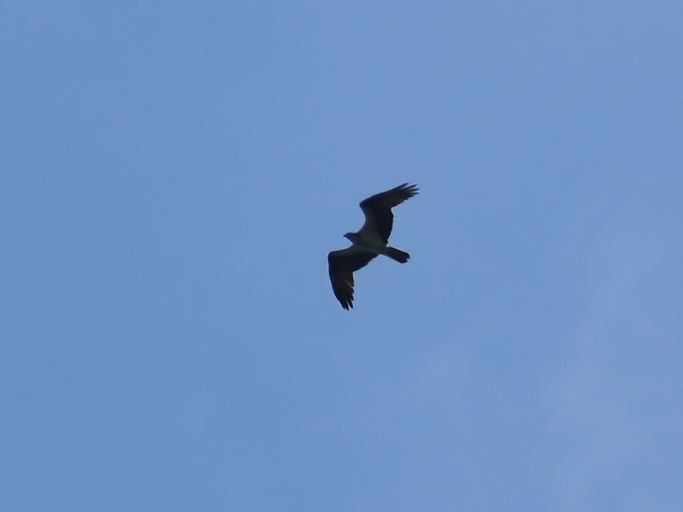 Osprey (carolinensis) - Patrick McGill