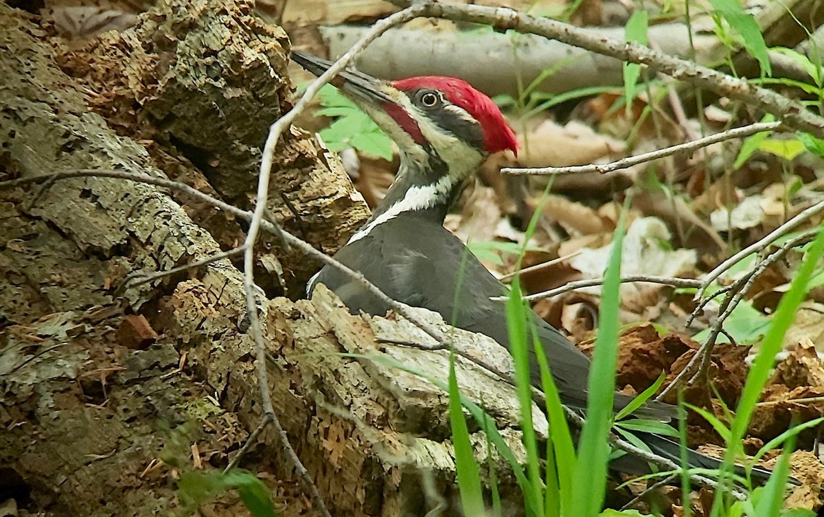 Pileated Woodpecker - Jay VanderGaast