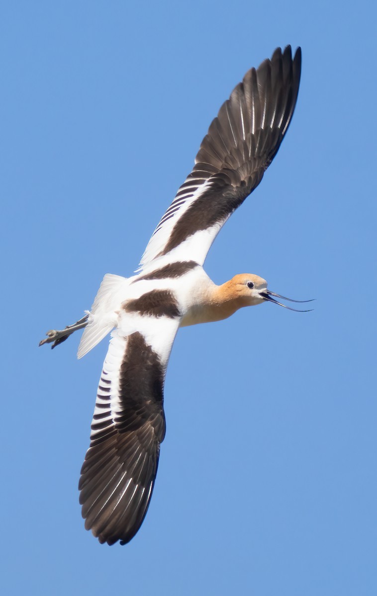 American Avocet - Mark Chappell