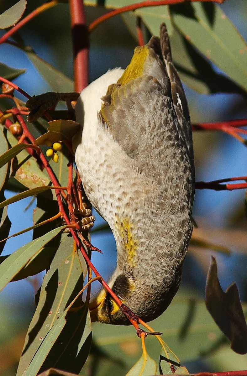 Yellow-throated Miner - Rex Matthews