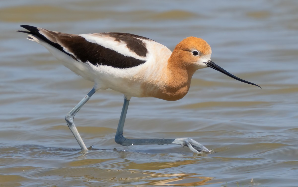 American Avocet - Mark Chappell