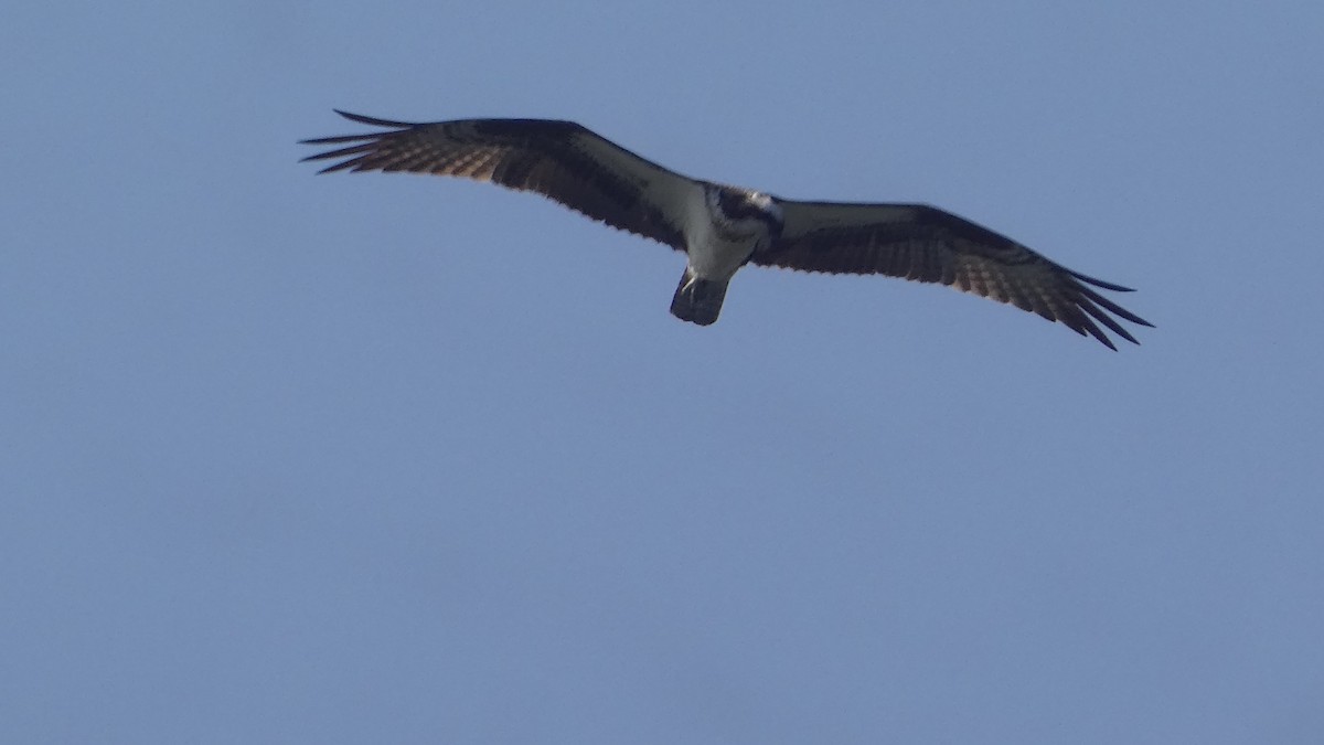 Balbuzard pêcheur - ML619383289