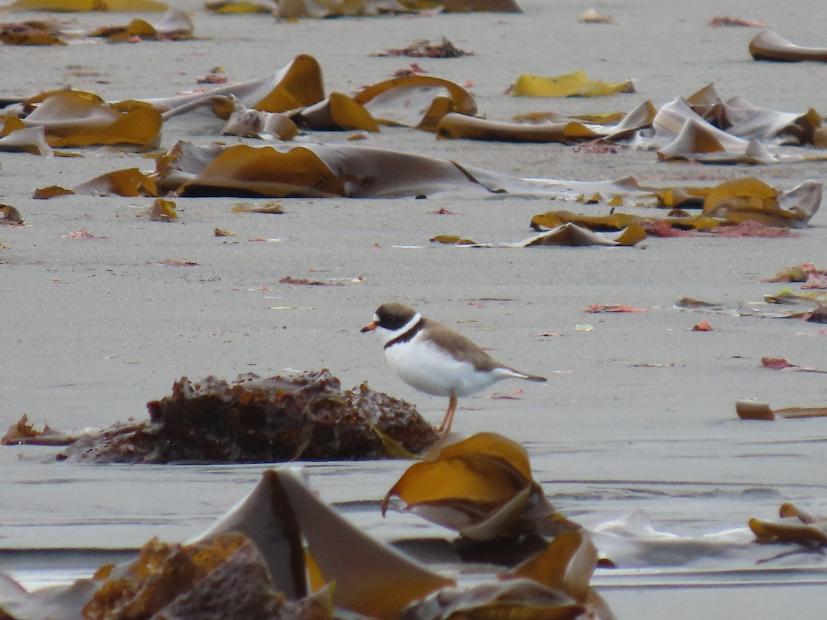 Semipalmated Plover - ML619383304