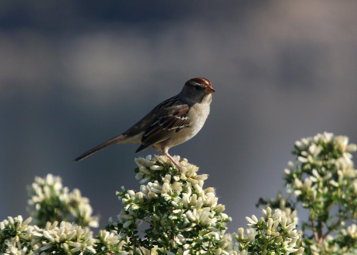 Golden-crowned Sparrow - William Clark