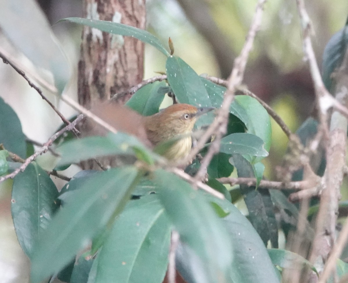 Pin-striped Tit-Babbler - Joe Heinlein