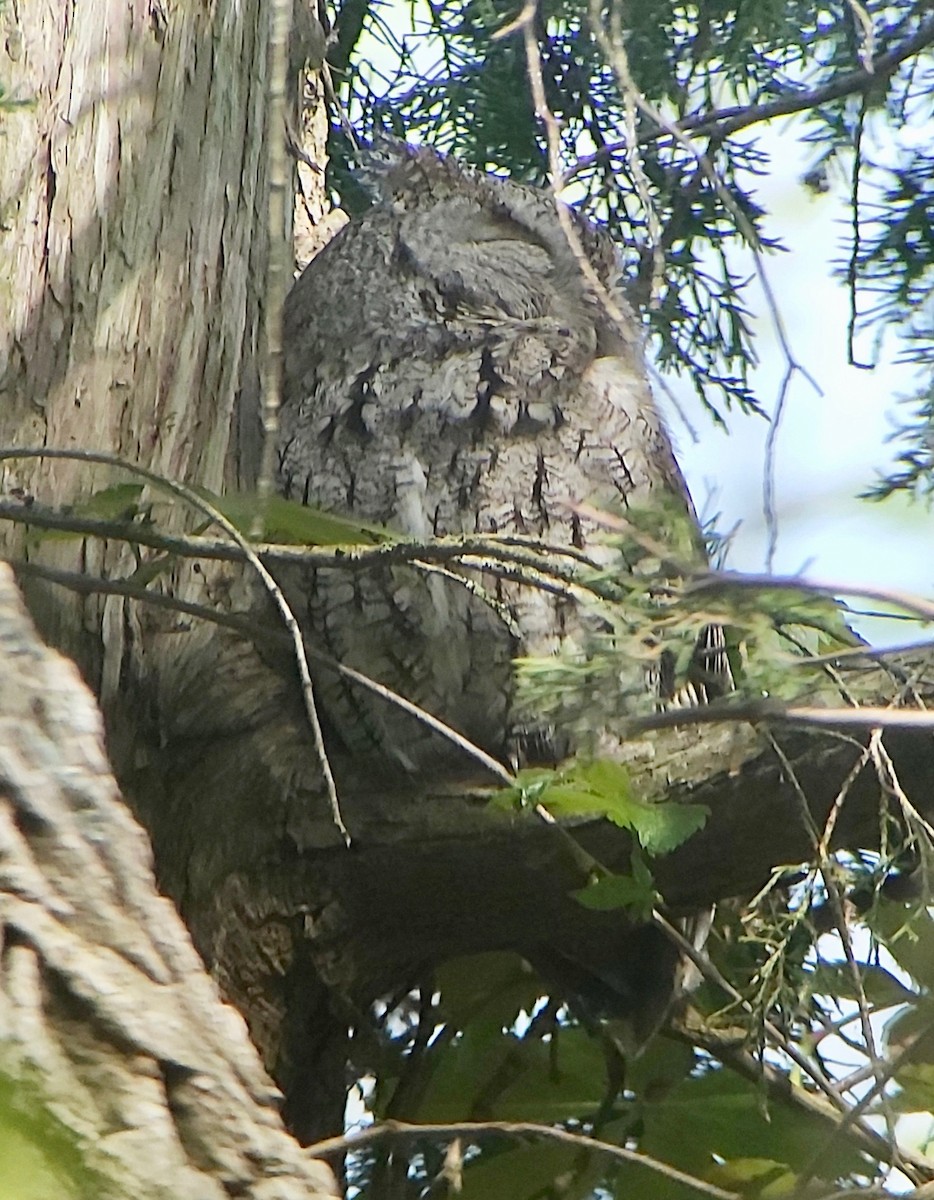 Eastern Screech-Owl - ML619383334