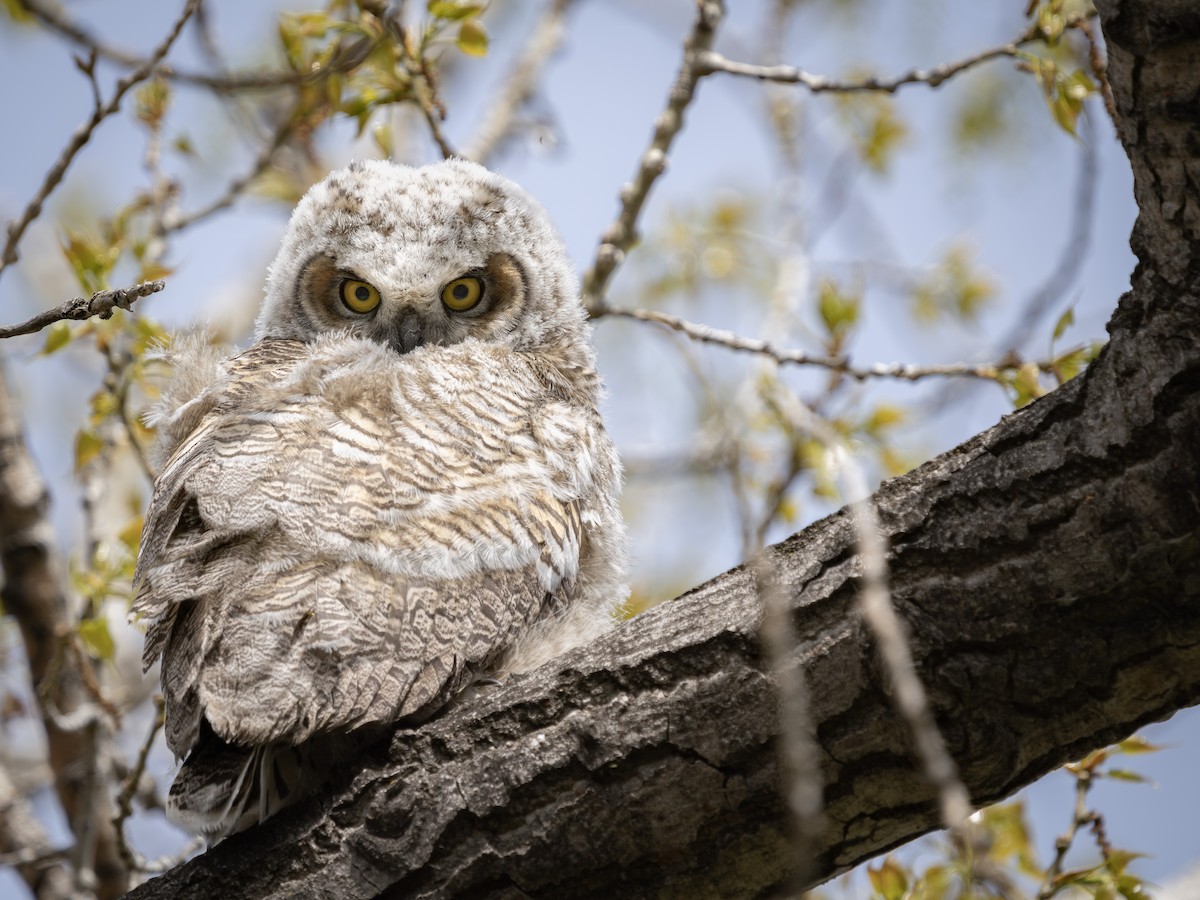 Great Horned Owl - ML619383347