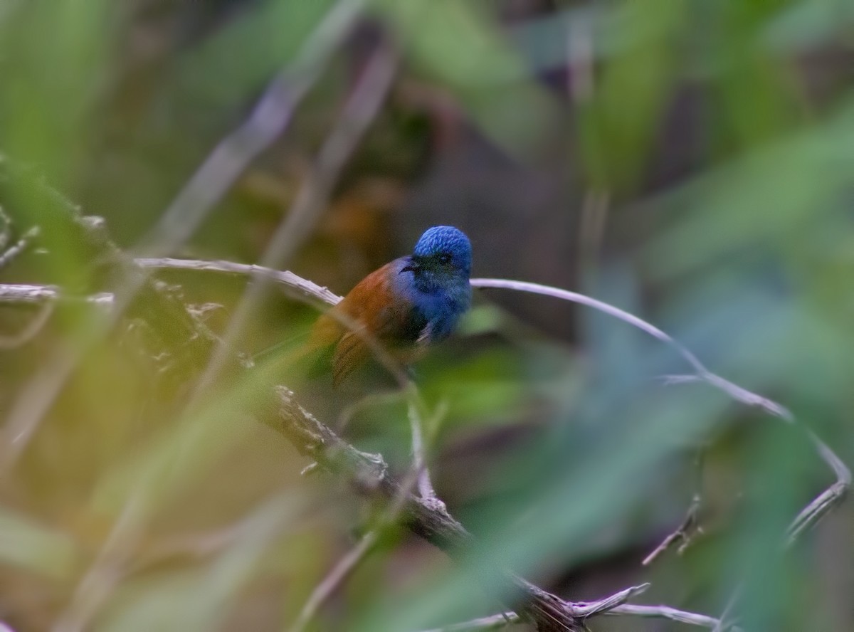 Blue-headed Fantail - ML619383352