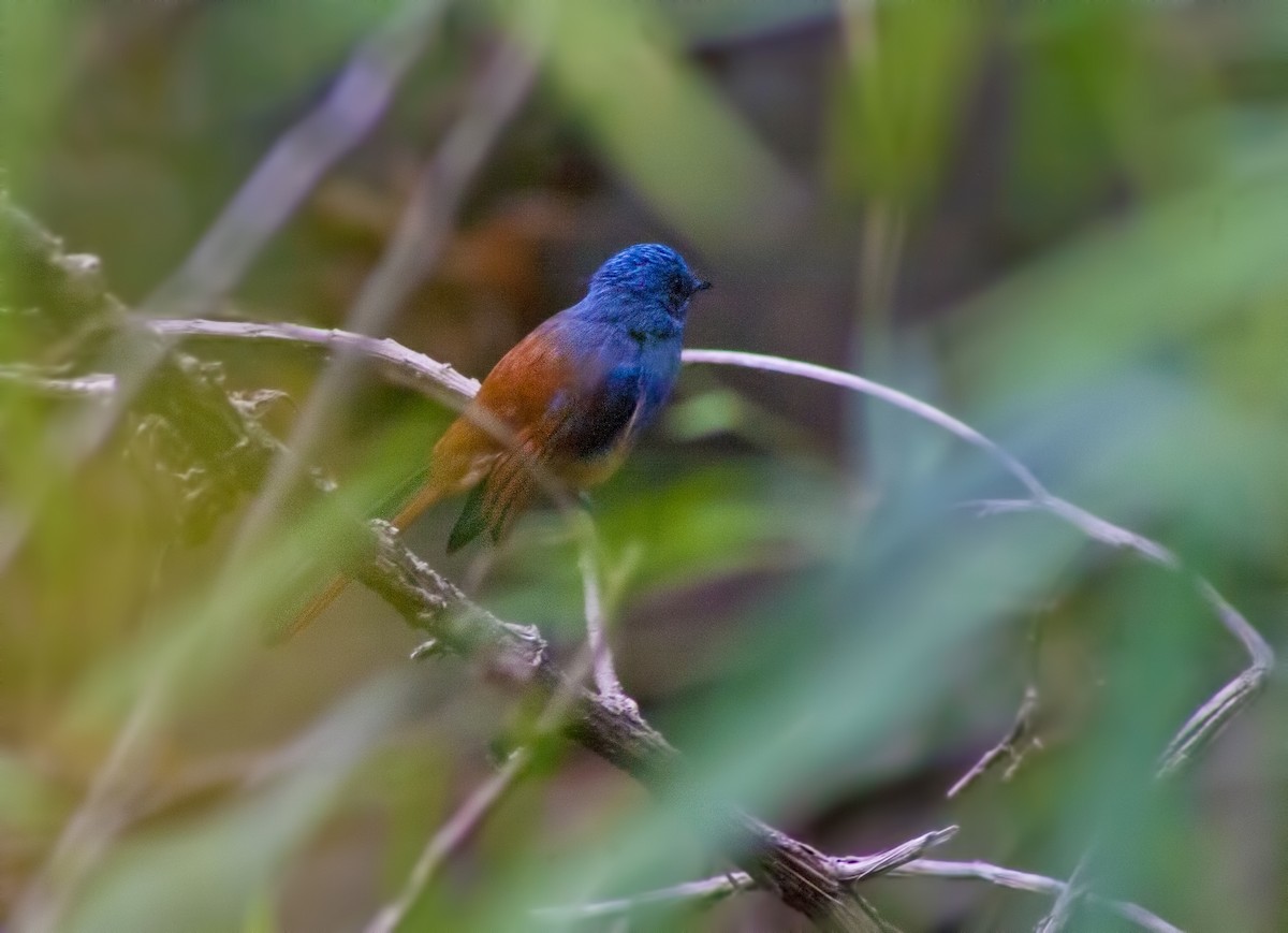 Blue-headed Fantail - ML619383354