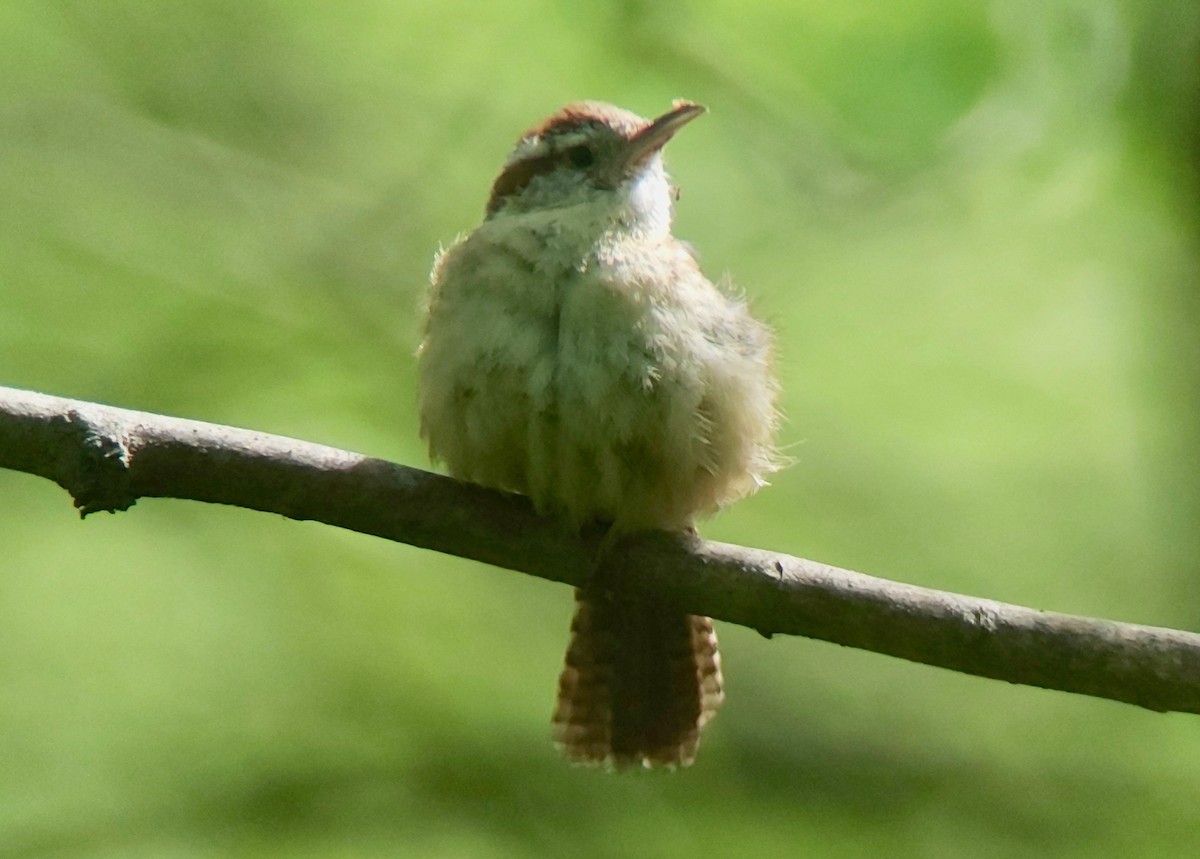 Carolina Wren - Jay VanderGaast