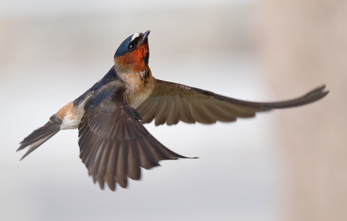Cliff Swallow - Mark Chappell