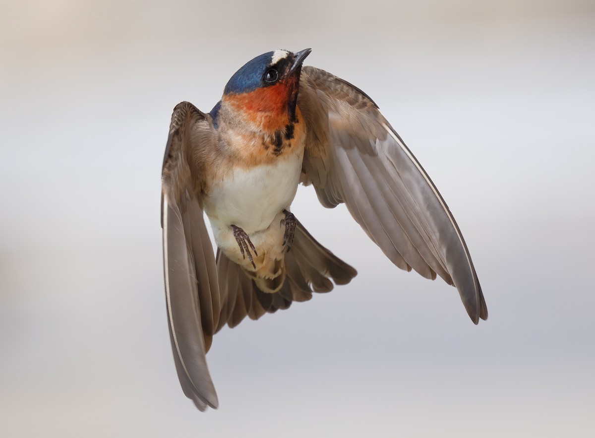 Cliff Swallow - Mark Chappell