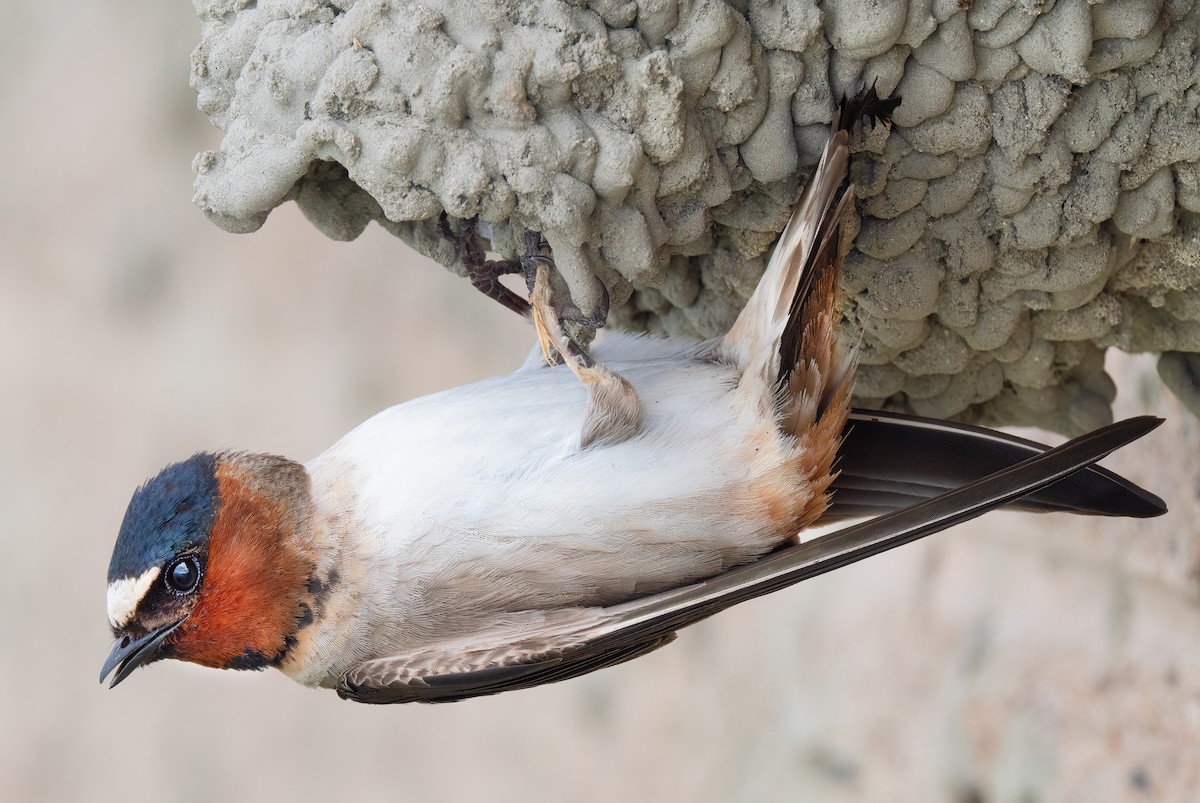 Cliff Swallow - ML619383369