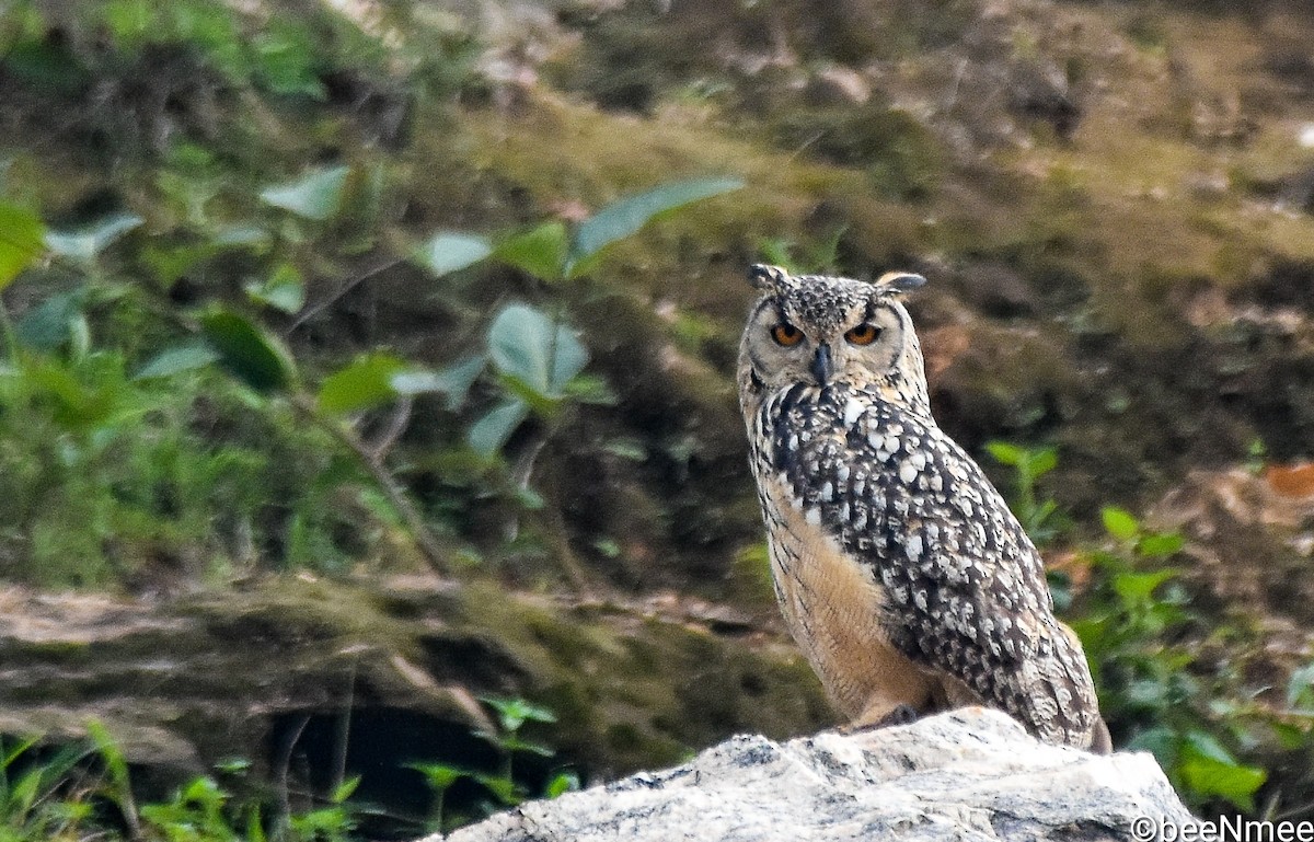 Rock Eagle-Owl - Bismoy Pati