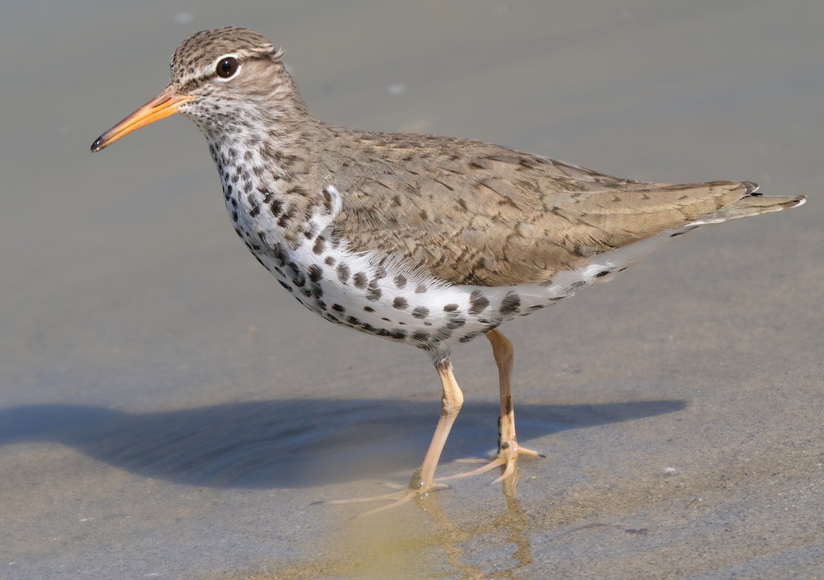 Spotted Sandpiper - Mark Chappell