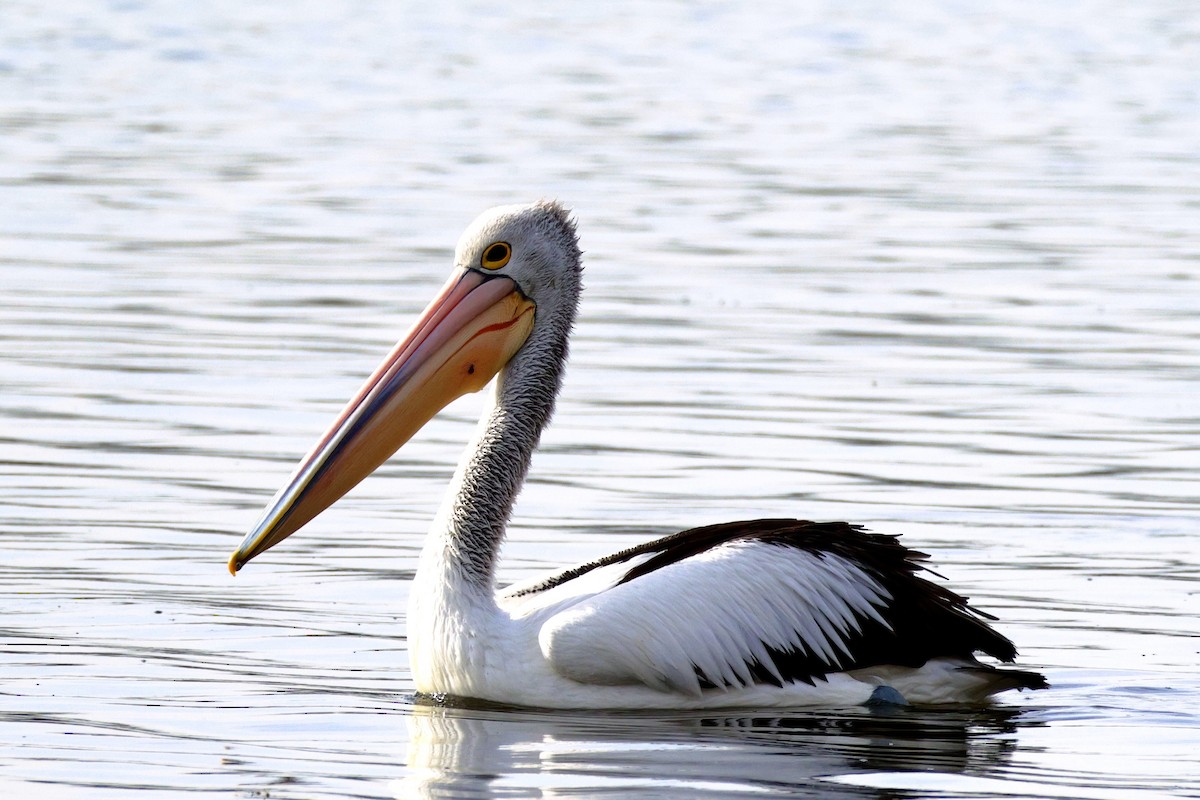 Australian Pelican - Terry O’Connor