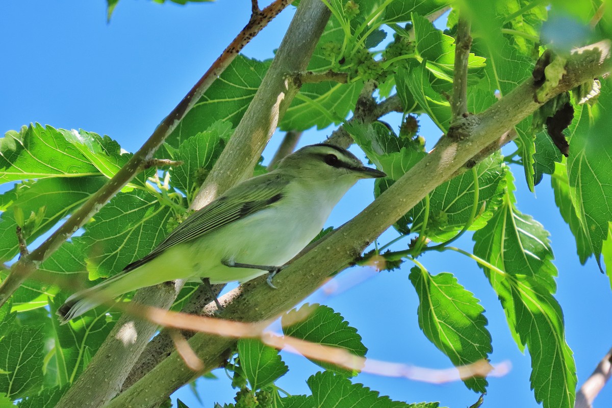 rødøyevireo - ML619383429