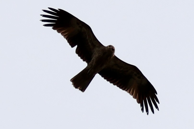 Whistling Kite - Terry O’Connor