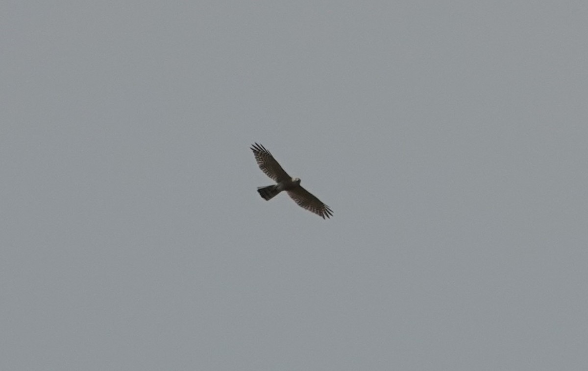 diurnal raptor sp. - ML619383445